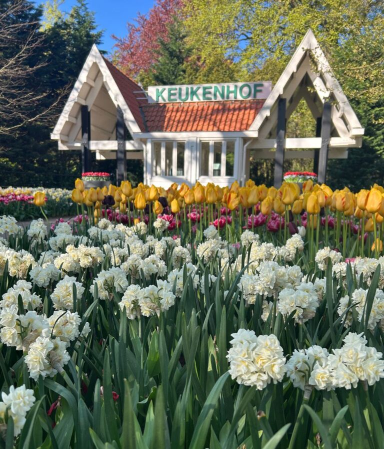 A Keukenhof pavilion surrounded by blooming tulips during spring in Lisse, Netherlands.