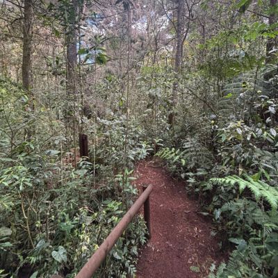 Walking trail through the cloud forest at Parque Arví near Medellín, Colombia, surrounded by dense vegetation and native trees.