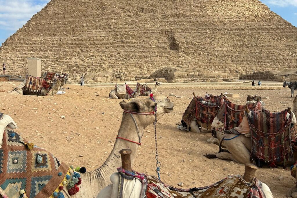 Decorated camels resting in front of the Great Pyramid at the Giza pyramid complex.