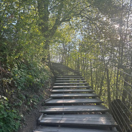 Wooded hiking trail leading to viewpoints above Lake Bled.