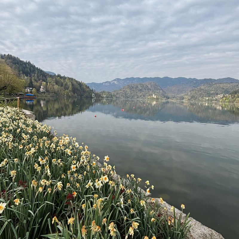 Spring flowers lining the shore of Lake Bled with mountains reflected in calm water.