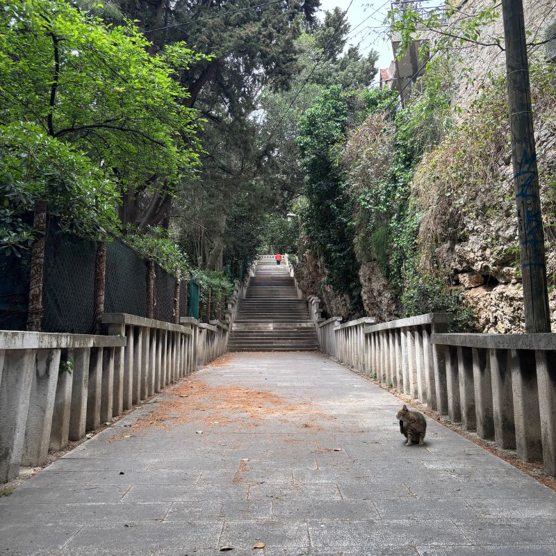 Quiet stone stairway climbing through a leafy hillside in Split, Croatia, with a cat resting along the path during an afternoon exploration away from the main tourist areas.