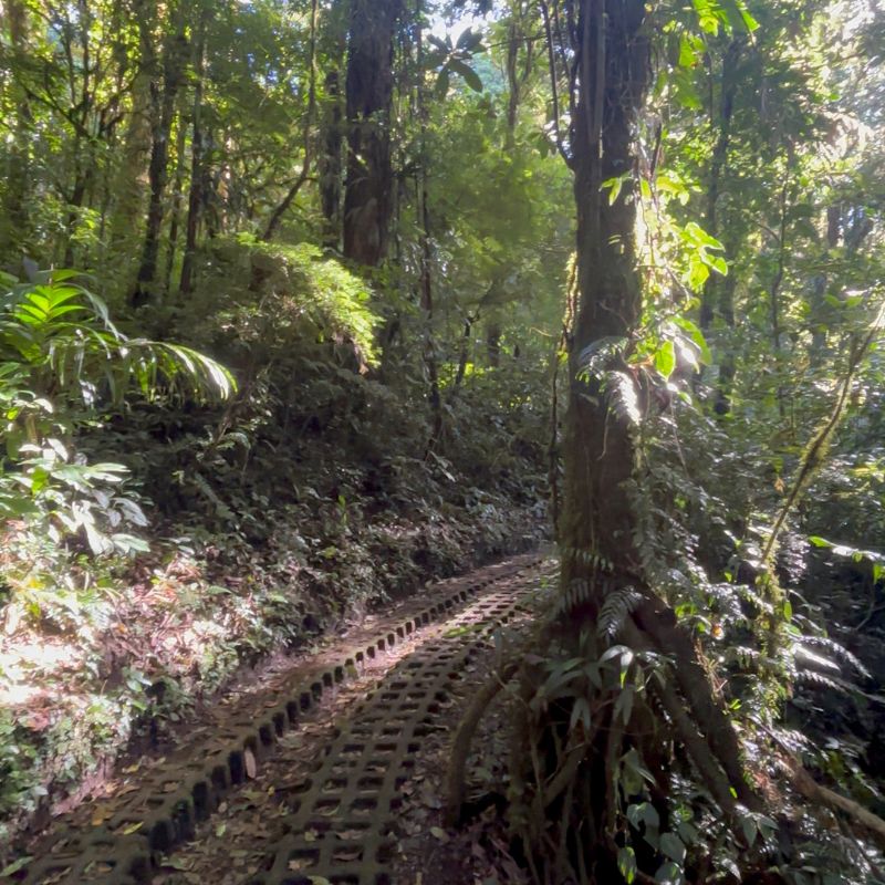 Forest trail winding through the cloud forest in Monteverde, Costa Rica.