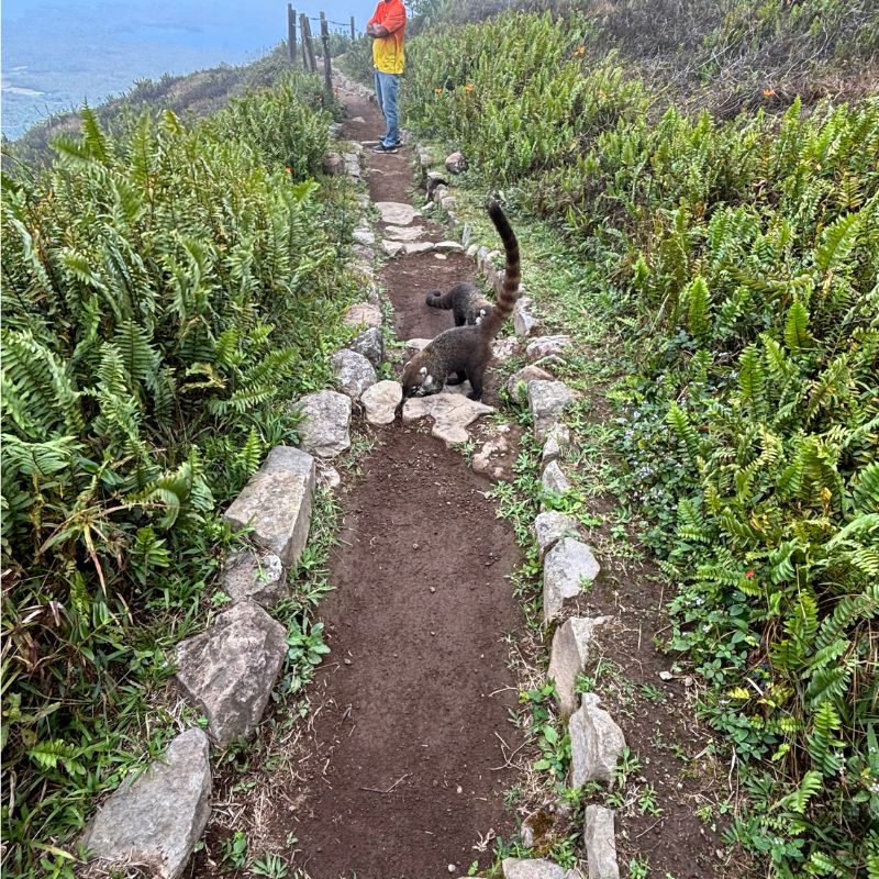 Two white-nosed coatis crossing a hiking trail in Mombacho Volcano Nature Reserve surrounded by lush cloud forest vegetation.