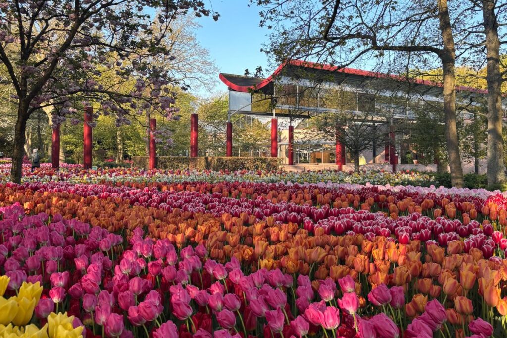 Colorful tulips blooming at Keukenhof gardens in the Netherlands