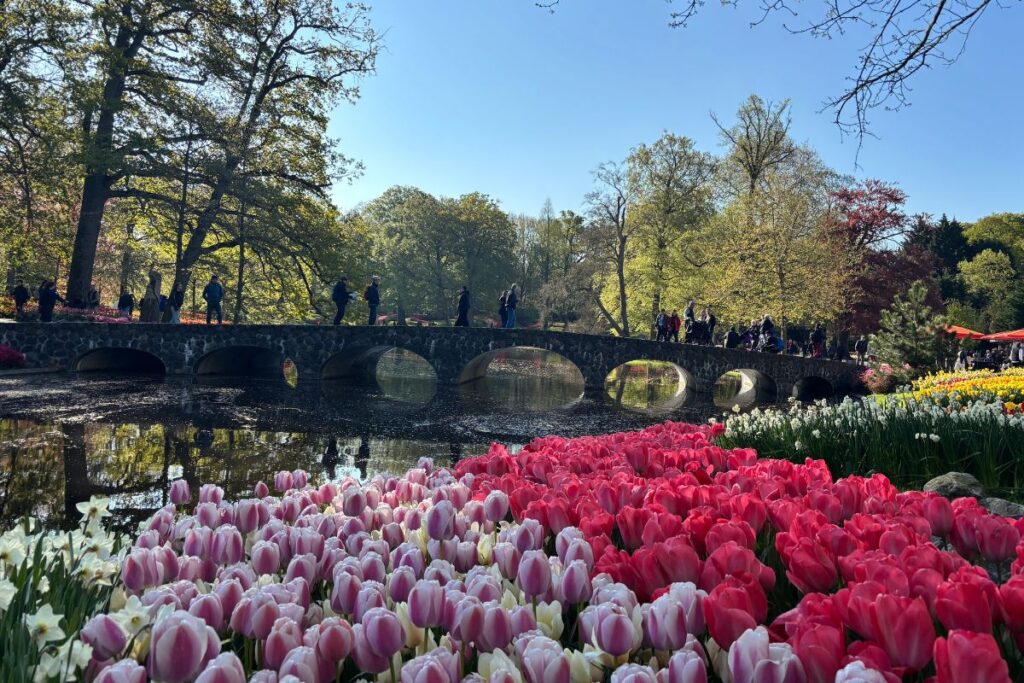 Tulip gardens beside a pond and stone bridge at Keukenhof in the Netherlands