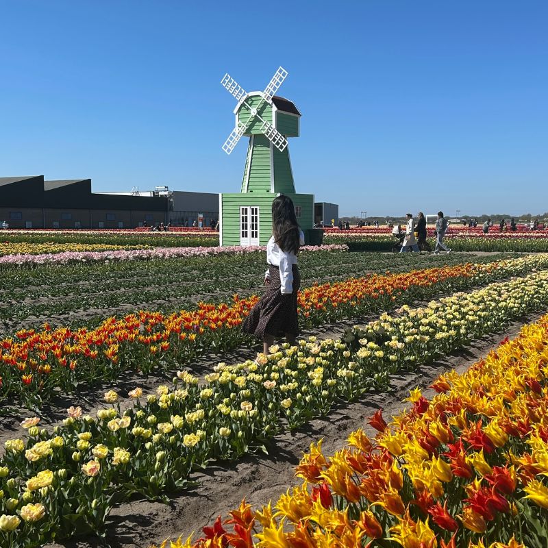 Traveler posing among tulips during spring tulip season in the Netherlands