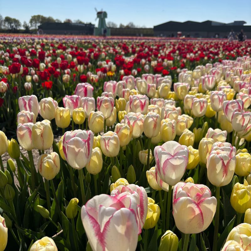 Rows of pale pink and white tulips blooming in the Netherlands