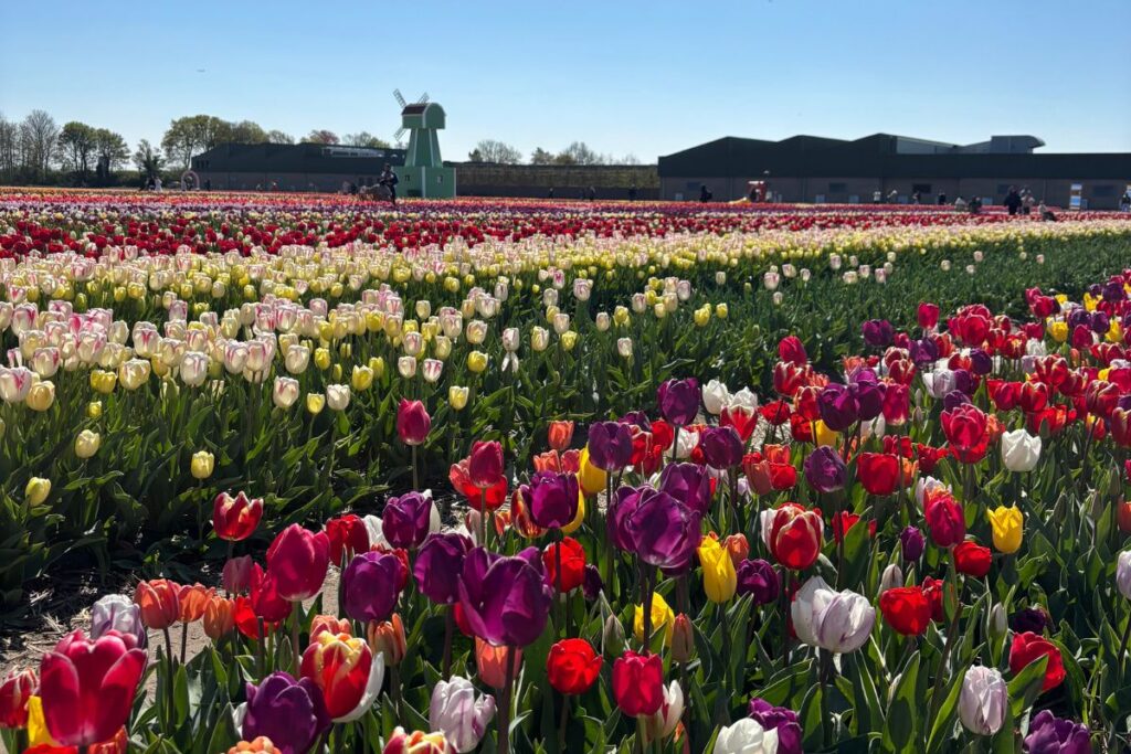 Rows of colorful tulips stretching across a field under a blue sky in the Netherlands
